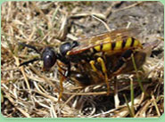 wasp control Dover