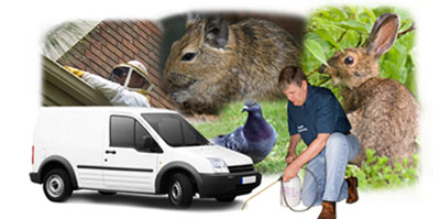Dover local van